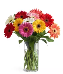 Rainbow Gerberas