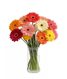 Dozen Gerberas